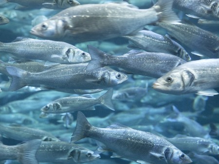 Study shows new potential of fish by-products