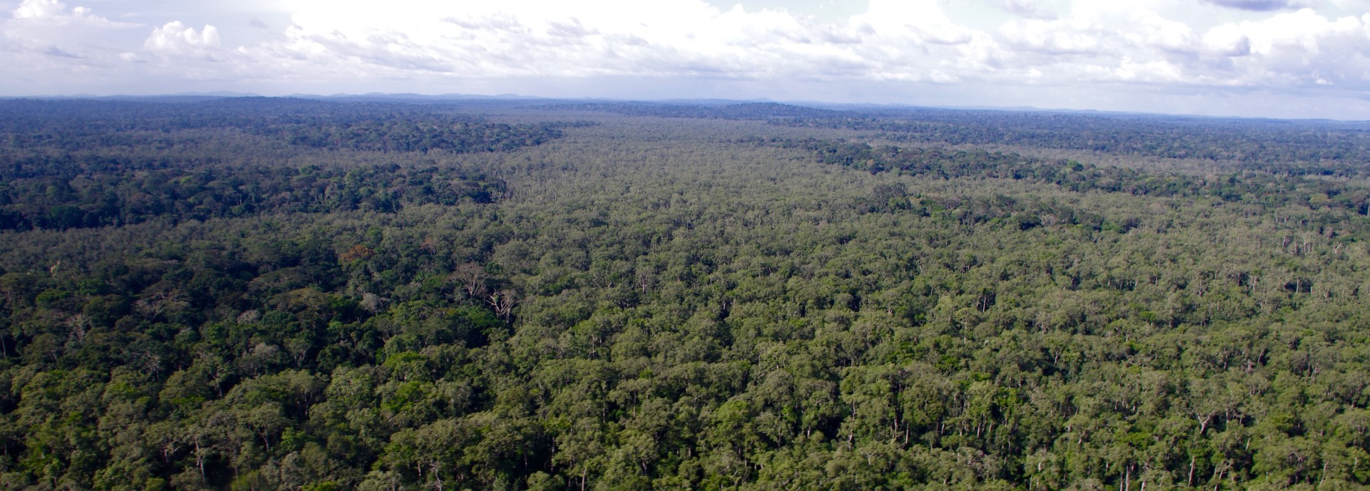 Gabonese Forest landscape