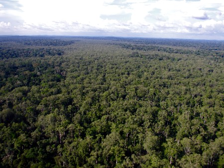 Gabonese forest landscape