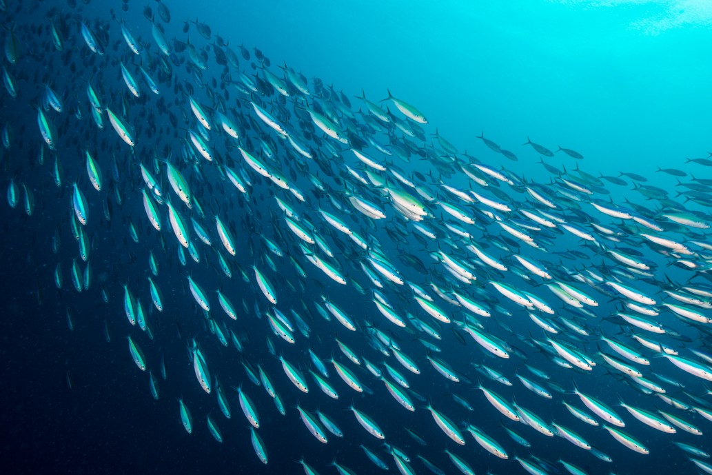 Shoal of sardines