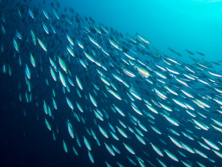Shoal of sardines