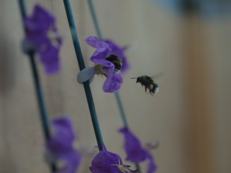 Building a buzz: robot bees to simulate pollination