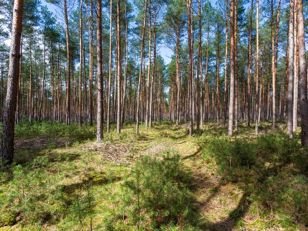 Monocultures or mixed species? Surprising research shows how forests cope with drought