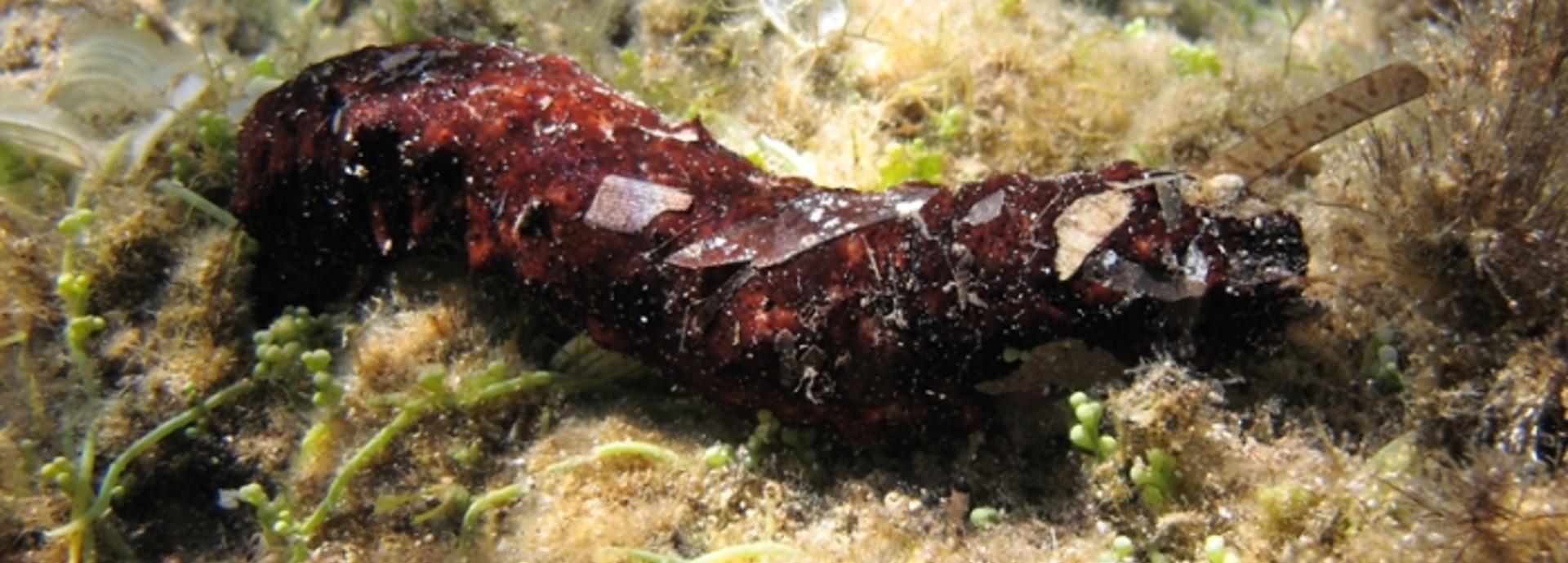 Are Sea Cucumbers a Cleanup Solution to Fish Farm Pollution