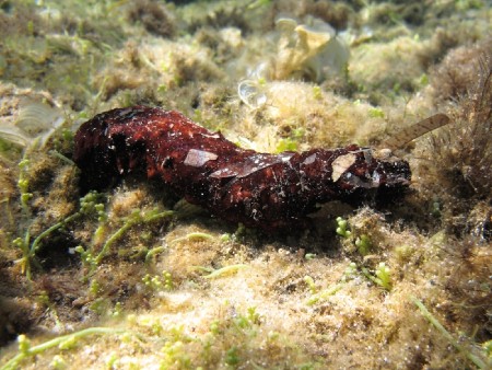 How the humble sea cucumber could transform fish farming