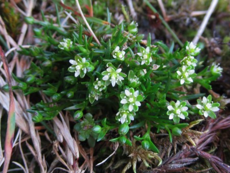 On the ‘elevator to extinction’: arctic-alpine plants endangered in Scottish Highlands