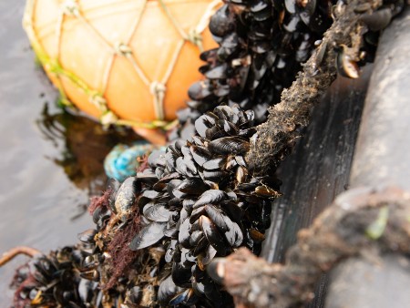 Moving mussels: new insights into shellfish farming