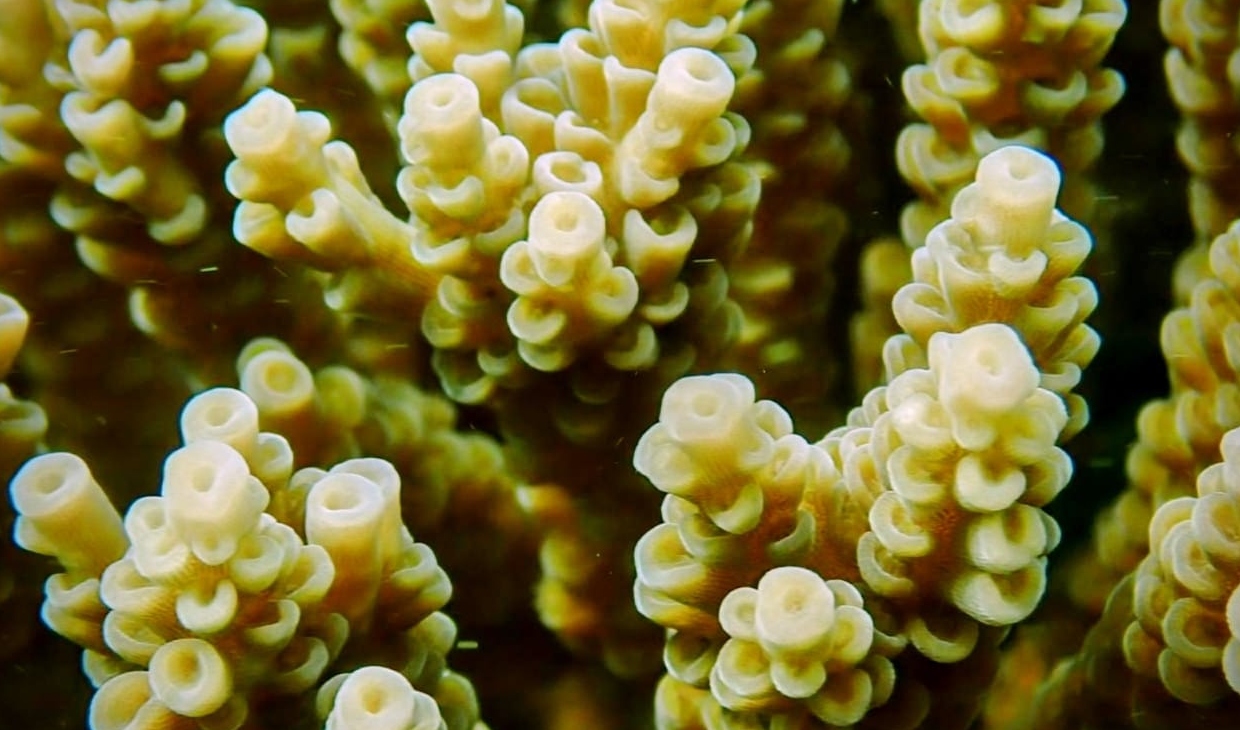 Acropora kenti coral