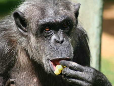 Chimpanzee eating grapes
