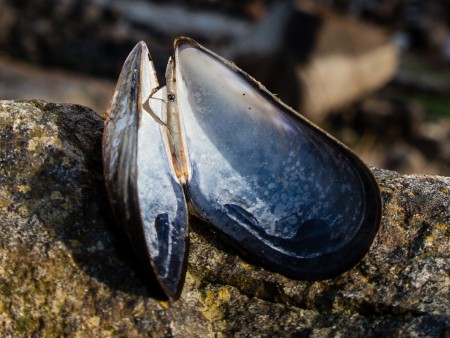 Mussel shell