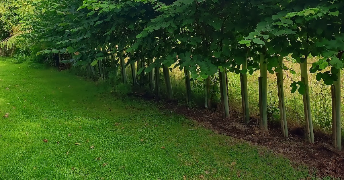 1200x630Truffle_habitat