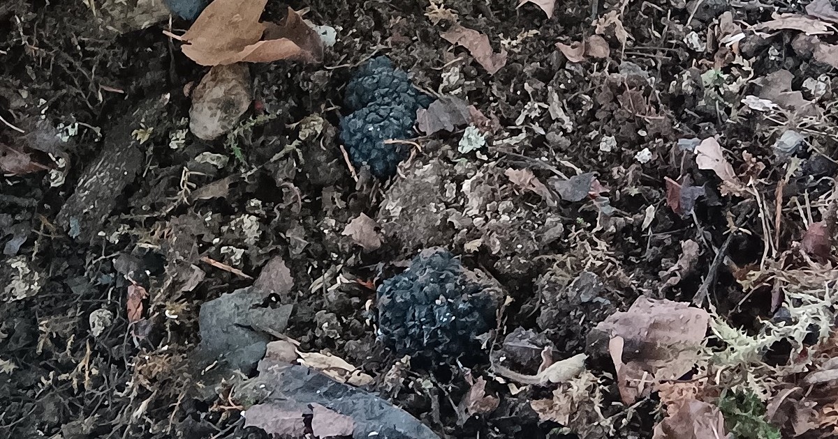 1200x630Truffle_in_soil