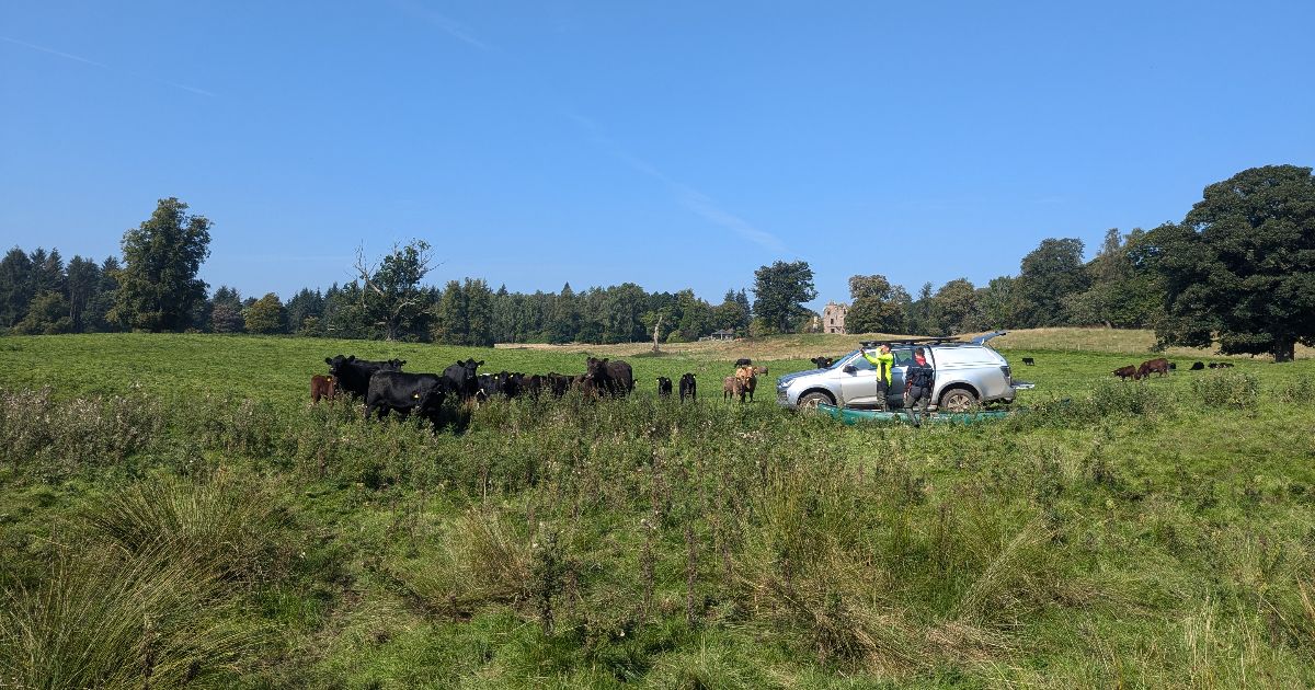 Fieldwork taking place at Argaty Red Kites near Doune