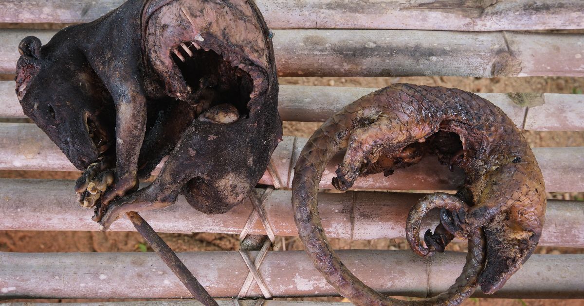 Dried gambian rat and pangolin being sold at the market of Yangambi, Tshopo Province - DRC.