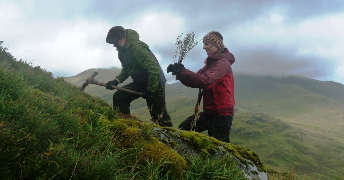 Dwarf Birch planting at Ben Lawers National Nature Reserve