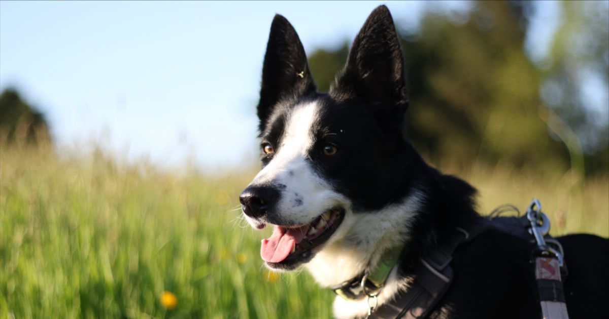 A border collie smiling with a country backdrop