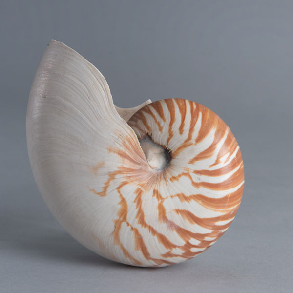 Shell