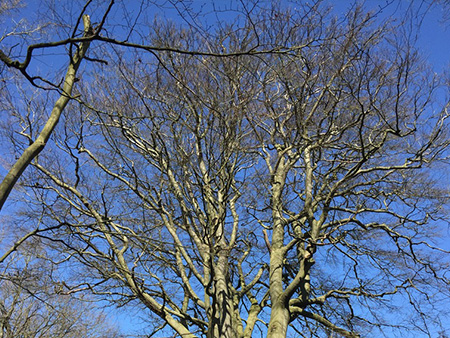 A tree with blue sky behind it