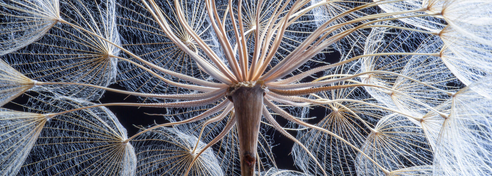 Close-up inside a dandelion head