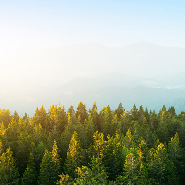 Aerial view of a forest