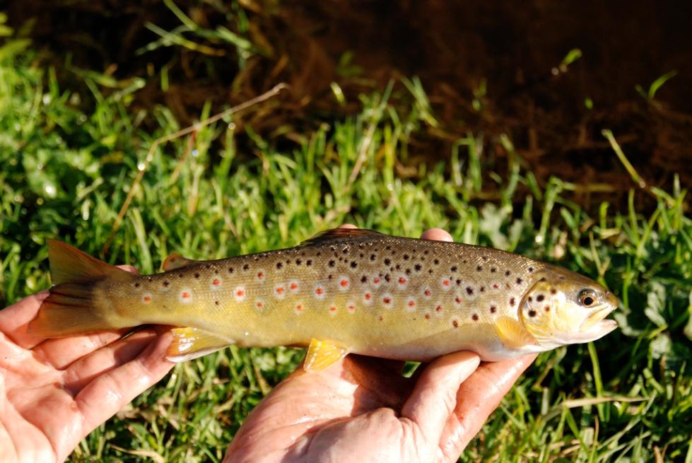 Howietoun brown trout