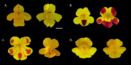 British monkey flowers: North and South American parents (A, B); the sterile hybrid (C); and the new species (D). Scale bar = 1cm