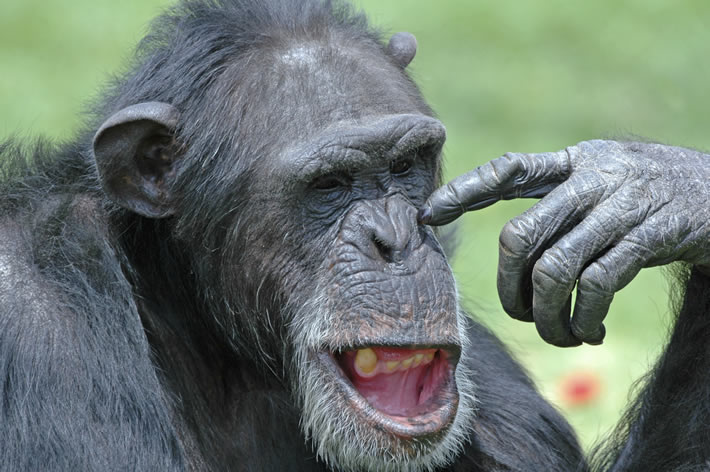 Chimpanzee in thought