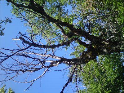 A dead beech tree