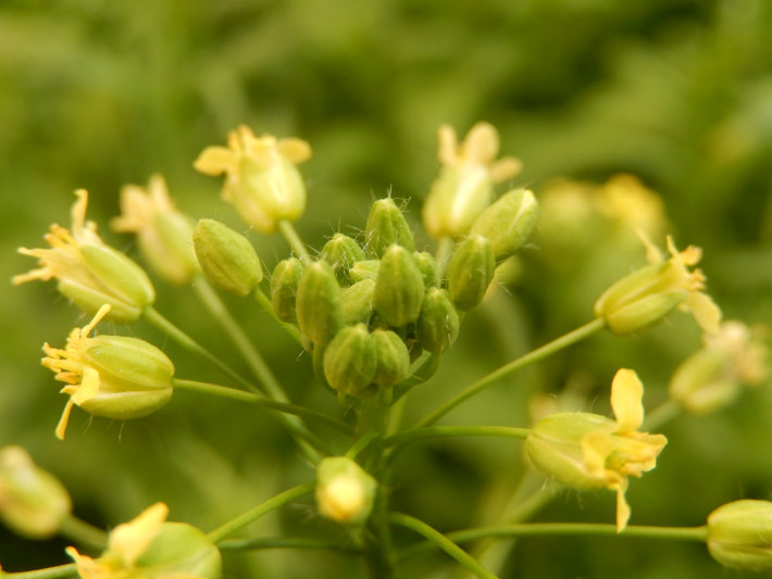 Camelina