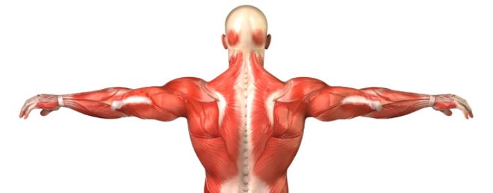 Male back muscular system