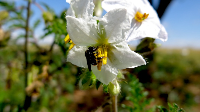 Bee-pollen_thief_main
