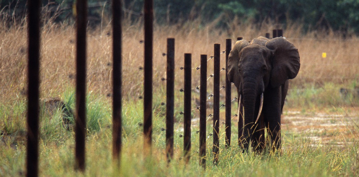 Elephant in Gabon 