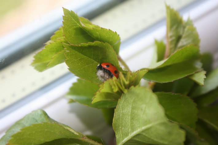 Seven-spot-ladybird
