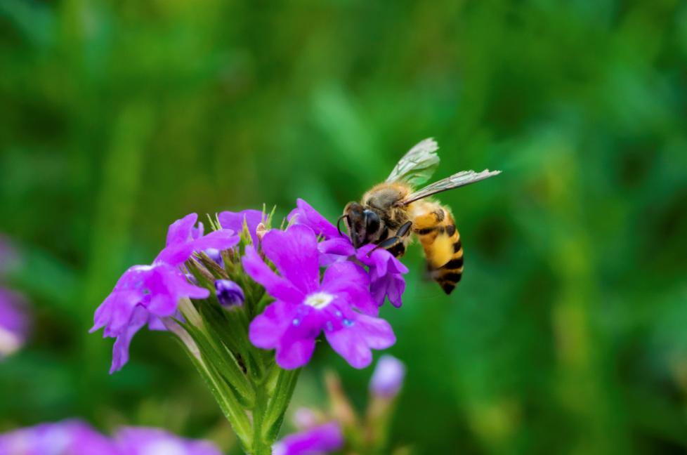 bee-pollination